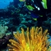 crinoid_jg_v_0705_png0809.jpg